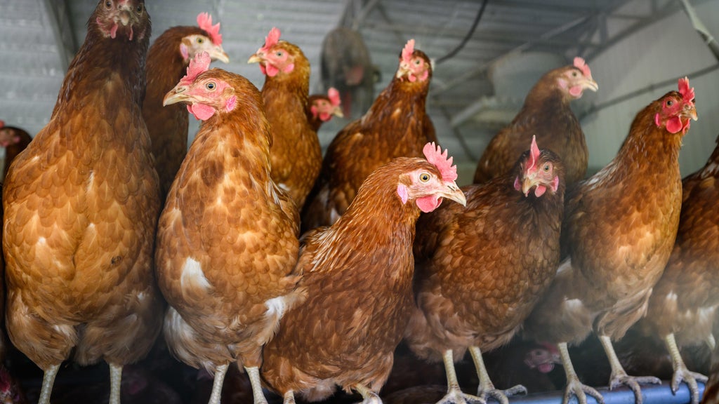 Approximately 90 "backyard flock" birds in Northern California affected by avian flu — CBS Bay Area (KPIX), Mountain View Community news