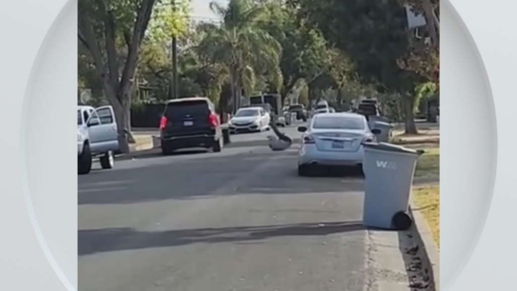 Federal immigration vehicle hits pedestrian in Woodland, police say — CBS Bay Area (KPIX), Mountain View Health news