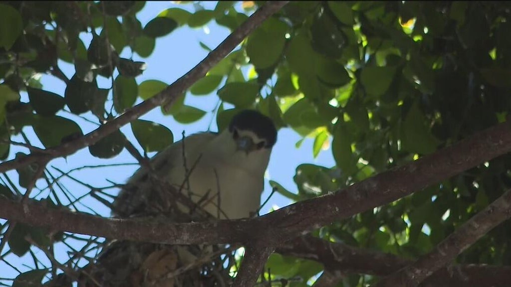Oakland's official bird among those threatened with removal of downtown trees for housing complex — CBS Bay Area (KPIX), Mountain View Real Estate news