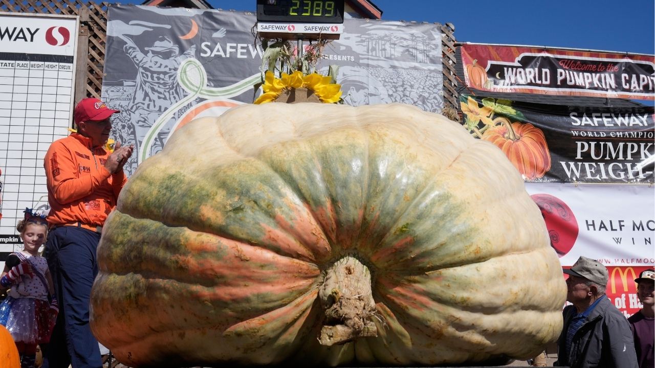 A giant pumpkin named Rocky gives a champion grower his California comeback

       — ABC 7 Bay Area, Mountain View Schools news