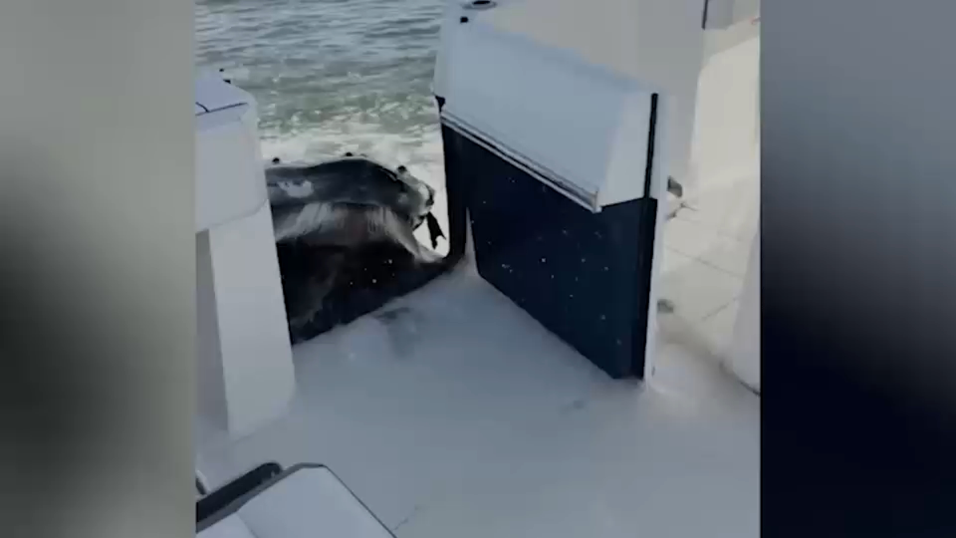 Video captures humpback whale crashing into boat off Long Island
— ABC 7 Bay Area, Mountain View Community news