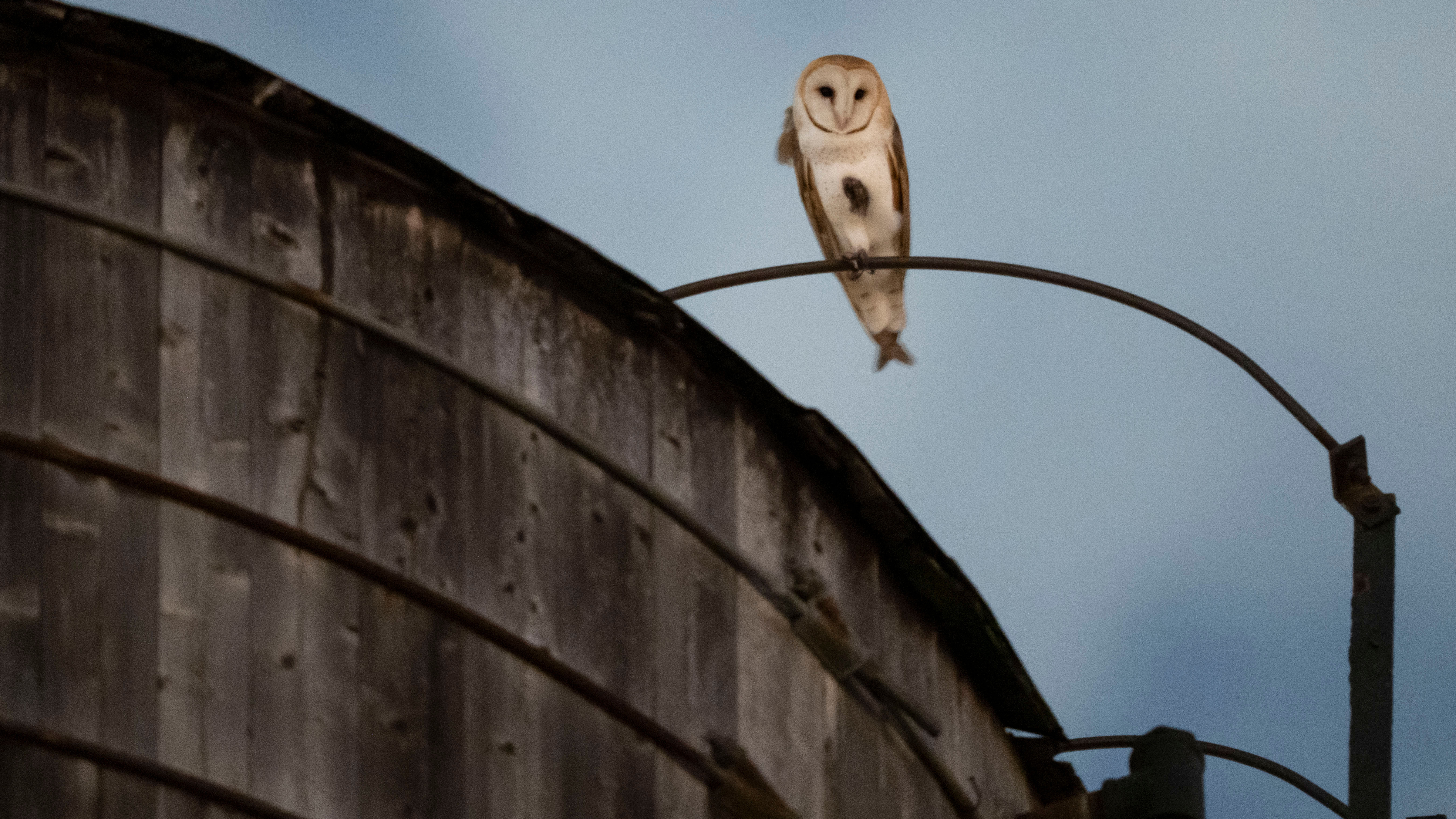 A rare family of barn owls moved into Manhattan's Upper West Side
       — ABC 7 Bay Area, Mountain View Business news