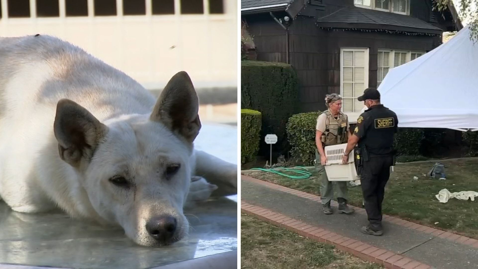 44 dogs removed from Vallejo 'hoarder' home linked to convicted breeder in animal cruelty case
— ABC 7 Bay Area, Mountain View Real Estate news