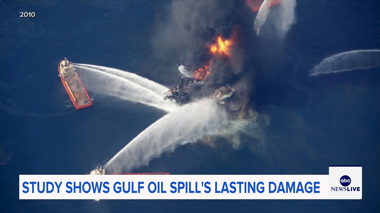 Marine life dramatically declined in Gulf of Mexico in years after BP oil spill, study finds
— ABC 7 Bay Area, Mountain View Community news