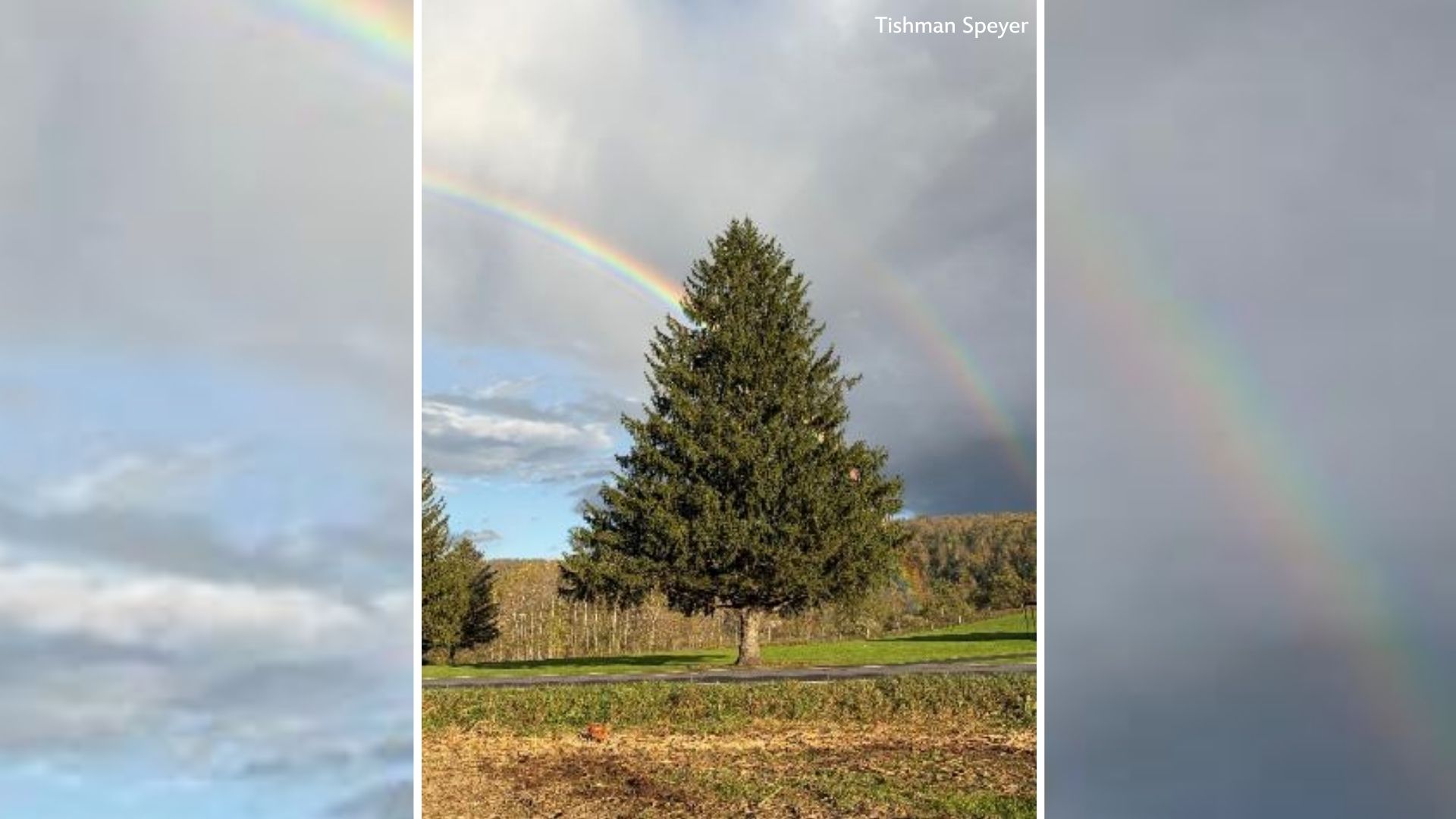 The 2026 Rockefeller Center Christmas tree has been selected
— ABC 7 Bay Area, Mountain View Community news