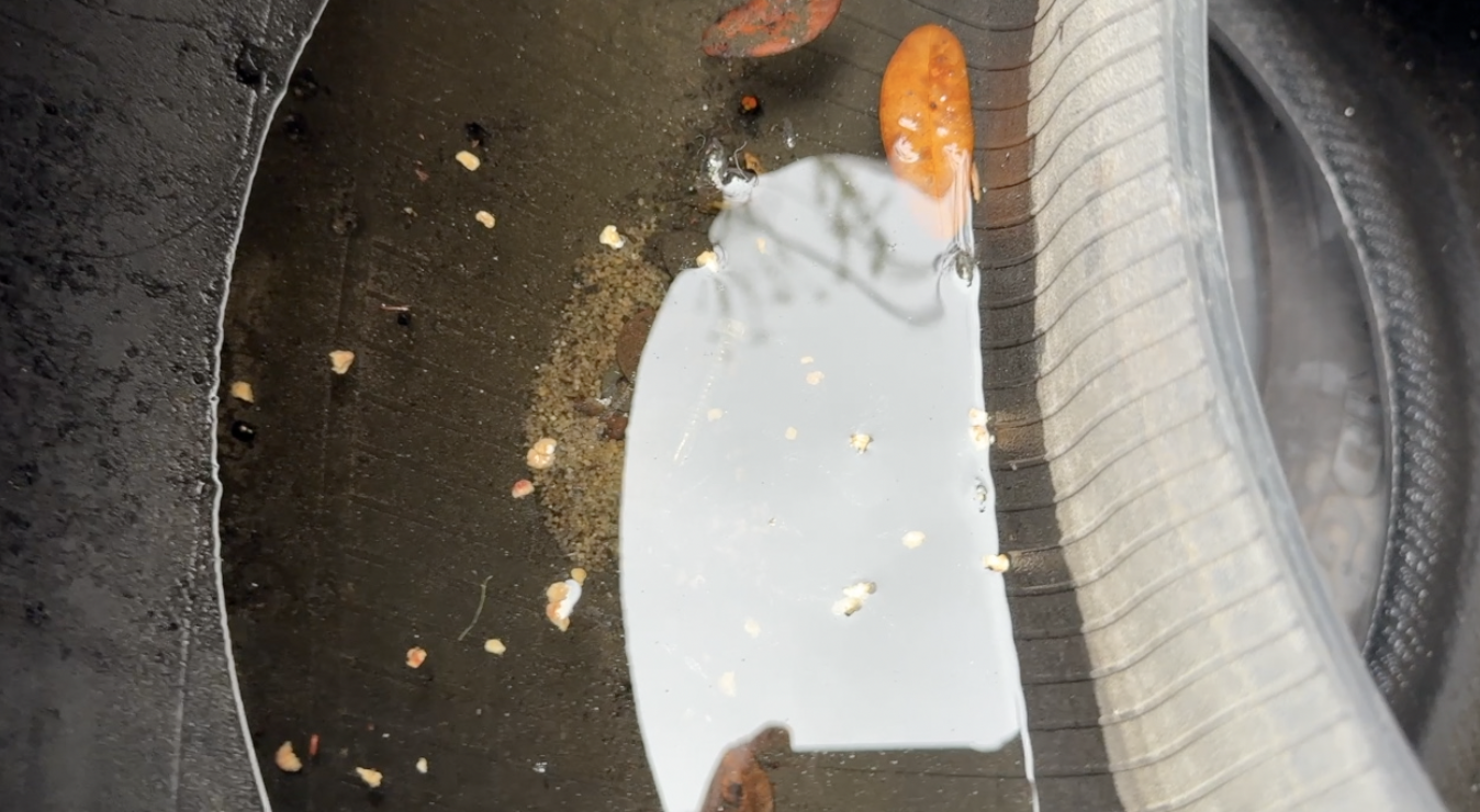 Dengue response: What Tampa Bay 28 found at a West Tampa tire shop — WFTS ABC Action News Tampa, Mountain View Real Estate news