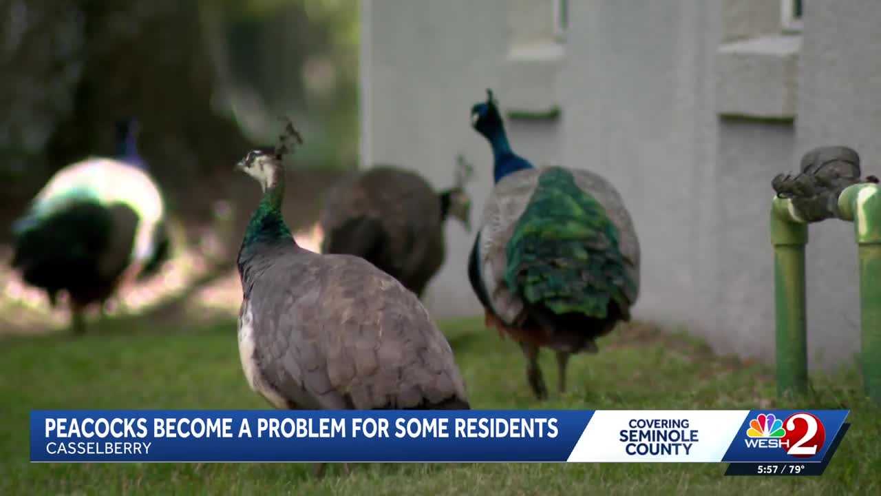 Peacocks vs. property owners: Casselberry rethinks peacock protections amid property damage complaints — WESH 2 Orlando, Mountain View Real Estate news