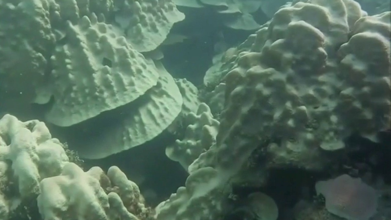 Stanford scientists discover method to help coral recover from bleaching — KTVU FOX 2 Bay Area, Mountain View Health news