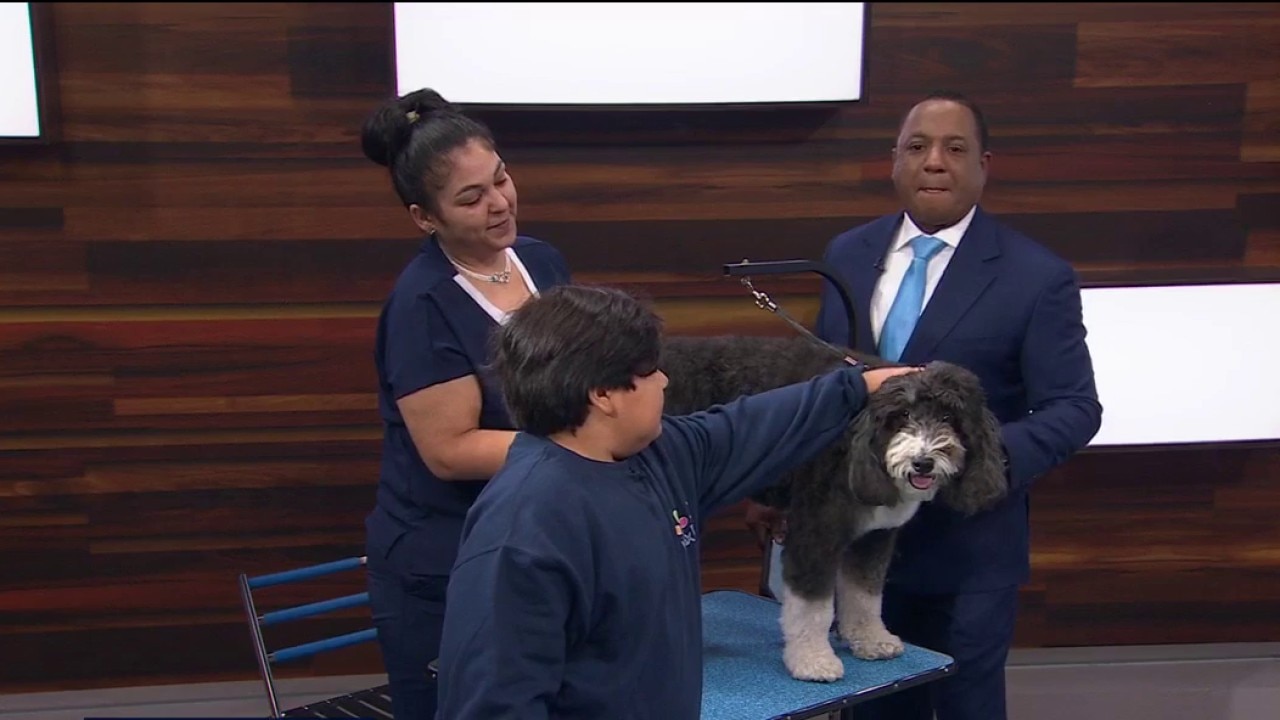 Your dog grooming questions answered — KTVU FOX 2 Bay Area, Mountain View Business news