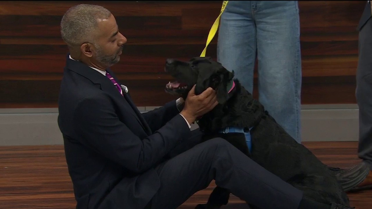 Saving Senior Dogs Week — KTVU FOX 2 Bay Area