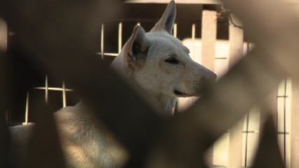 Dozens of dogs taken from Vallejo home amid animal cruelty investigation — KTVU FOX 2 Bay Area, Mountain View Real Estate news