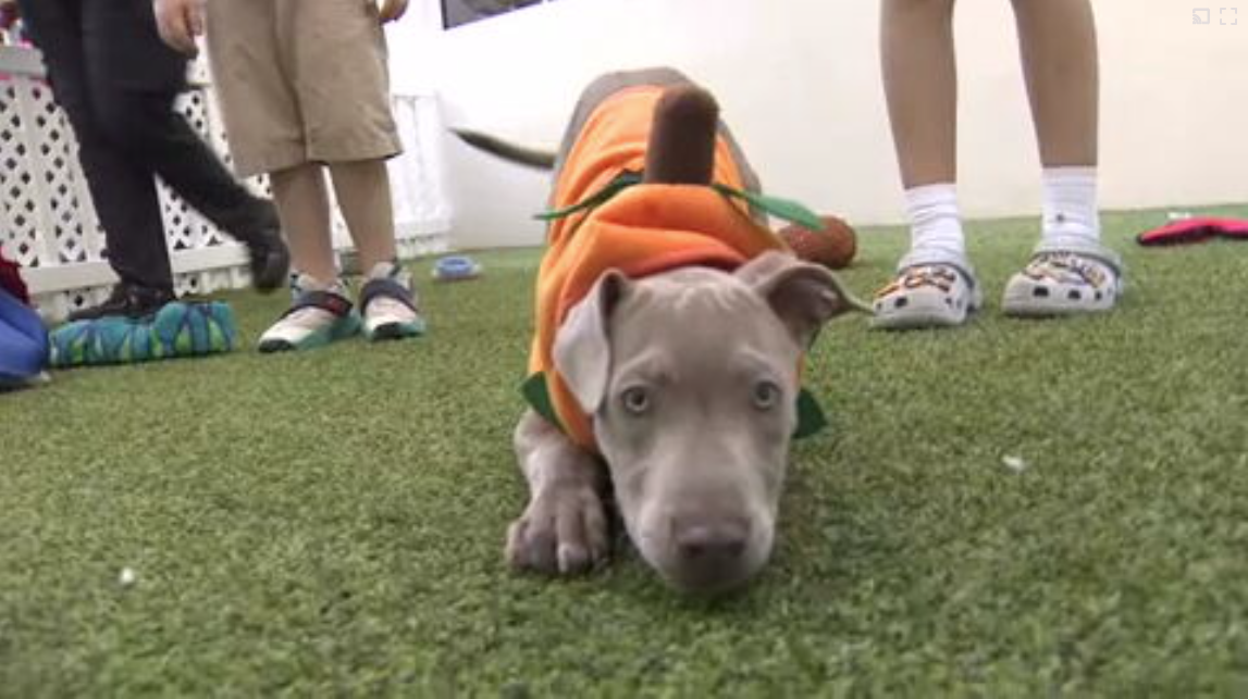 Count Barkula Halloween Festival connects families to shelter dogs in Dania Beach — WSVN 7 Broward, Mountain View Arts news